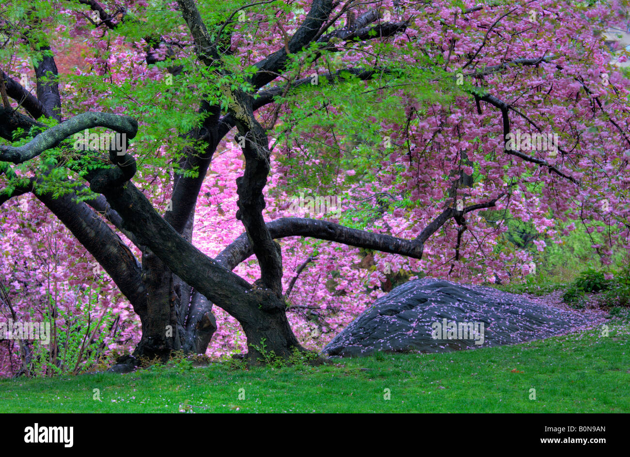 Japanese cherry tree in Central Park Stock Photo - Alamy