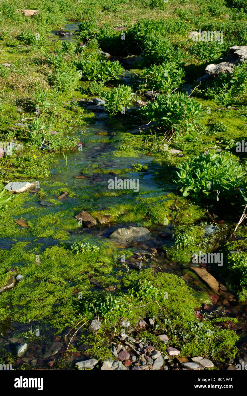 creek ruscello logan pass landscape vegetatition  water paesaggio Glacier National Park Montana USA Nordamerica Americhe Stock Photo