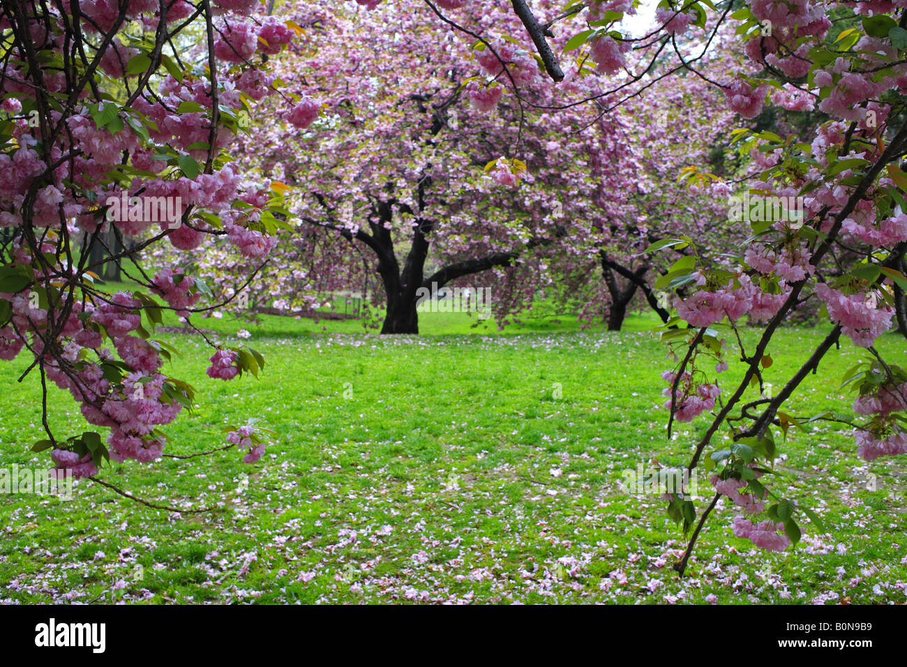 Cherry blossoms in central park Stock Photo Alamy