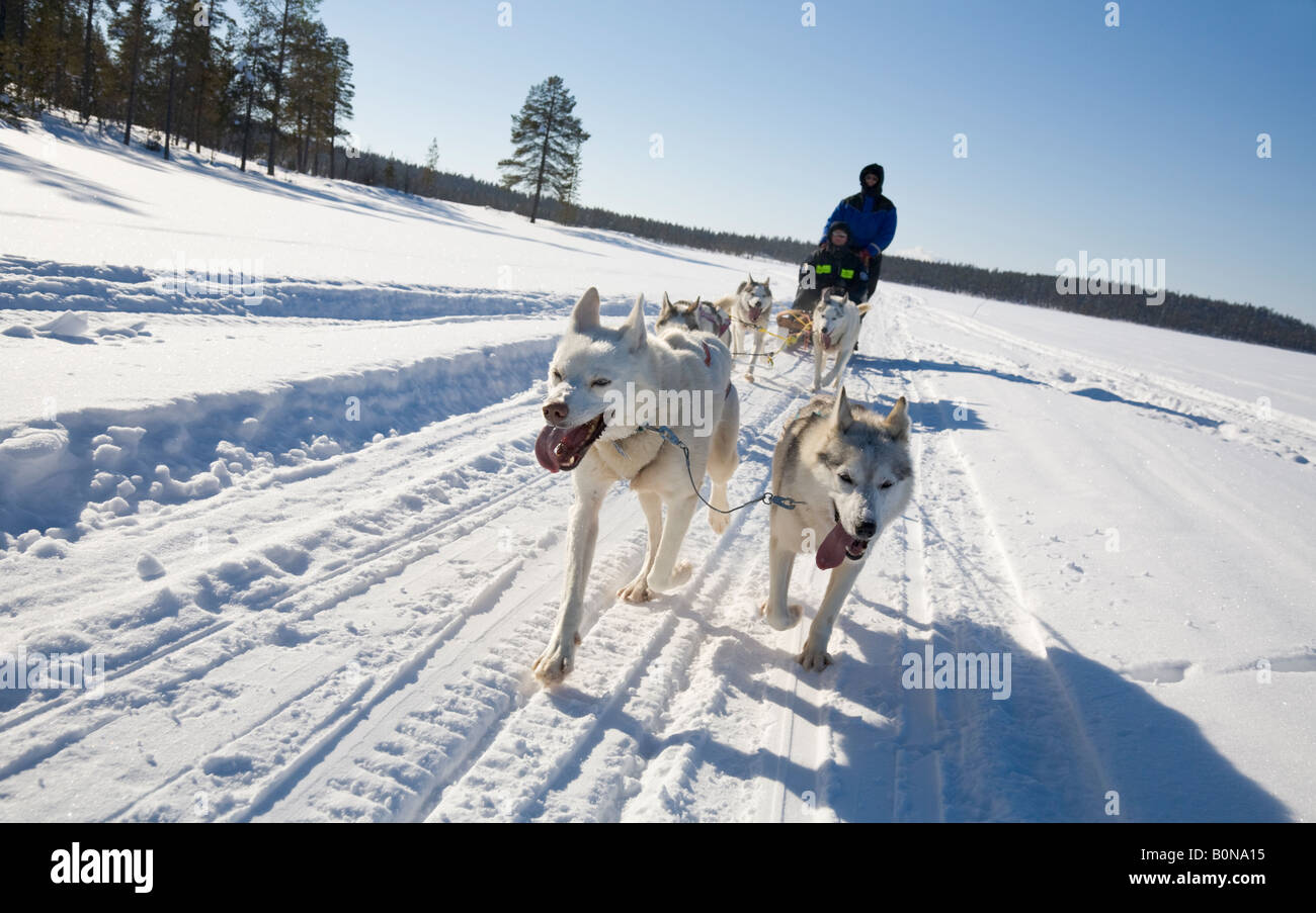 A dogsledge ride with siberian huskies in winterly Lapland / northern Sweden Stock Photo