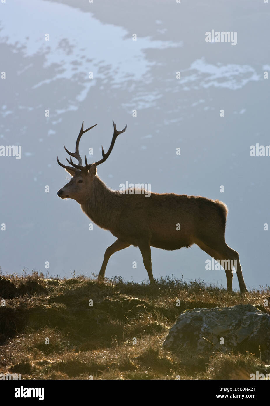 Red deer Cervus elephas stag Alladale Sutherland Scotland Stock Photo