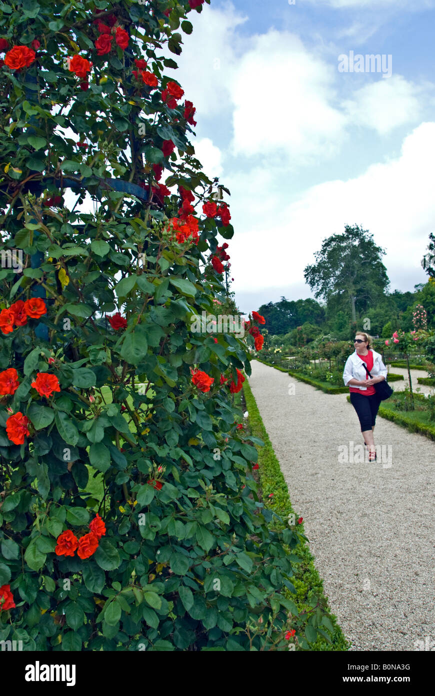 Paris France, Public Parks Woman Walking in Bagatelle Rose Garden
