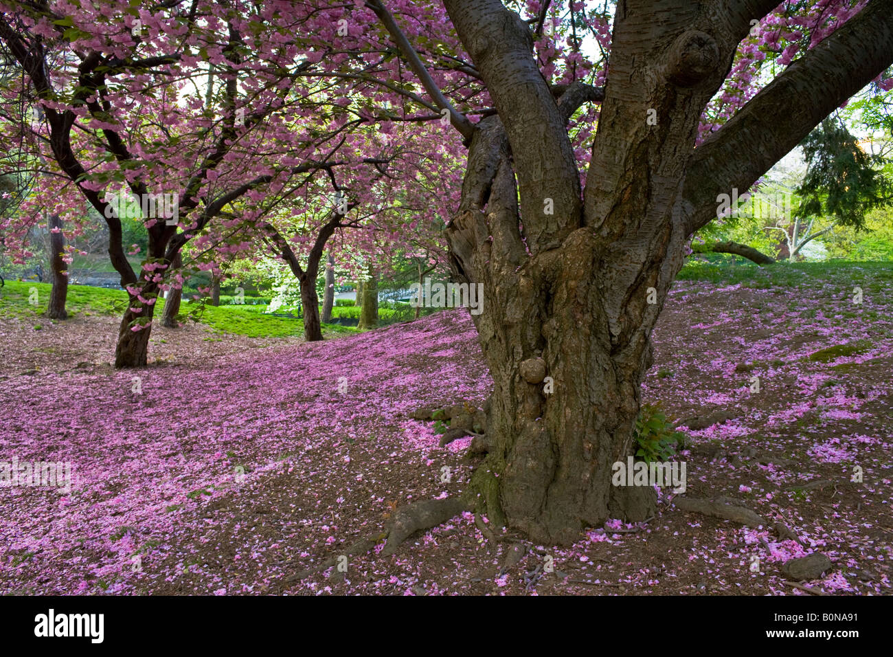 Japanese Cherry tree in Spring Stock Photo