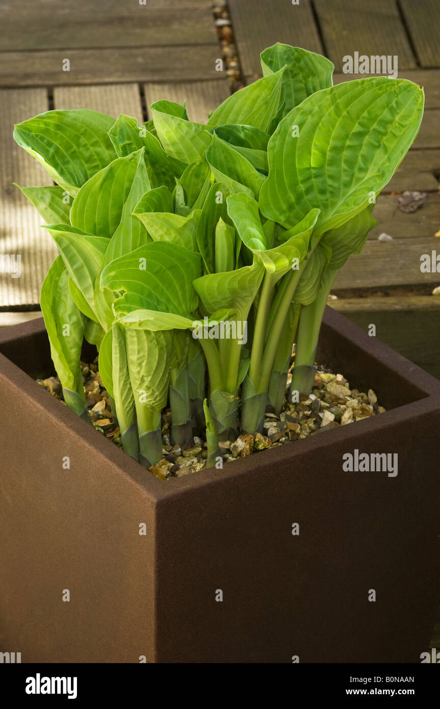Hosta plant in patio pot Stock Photo