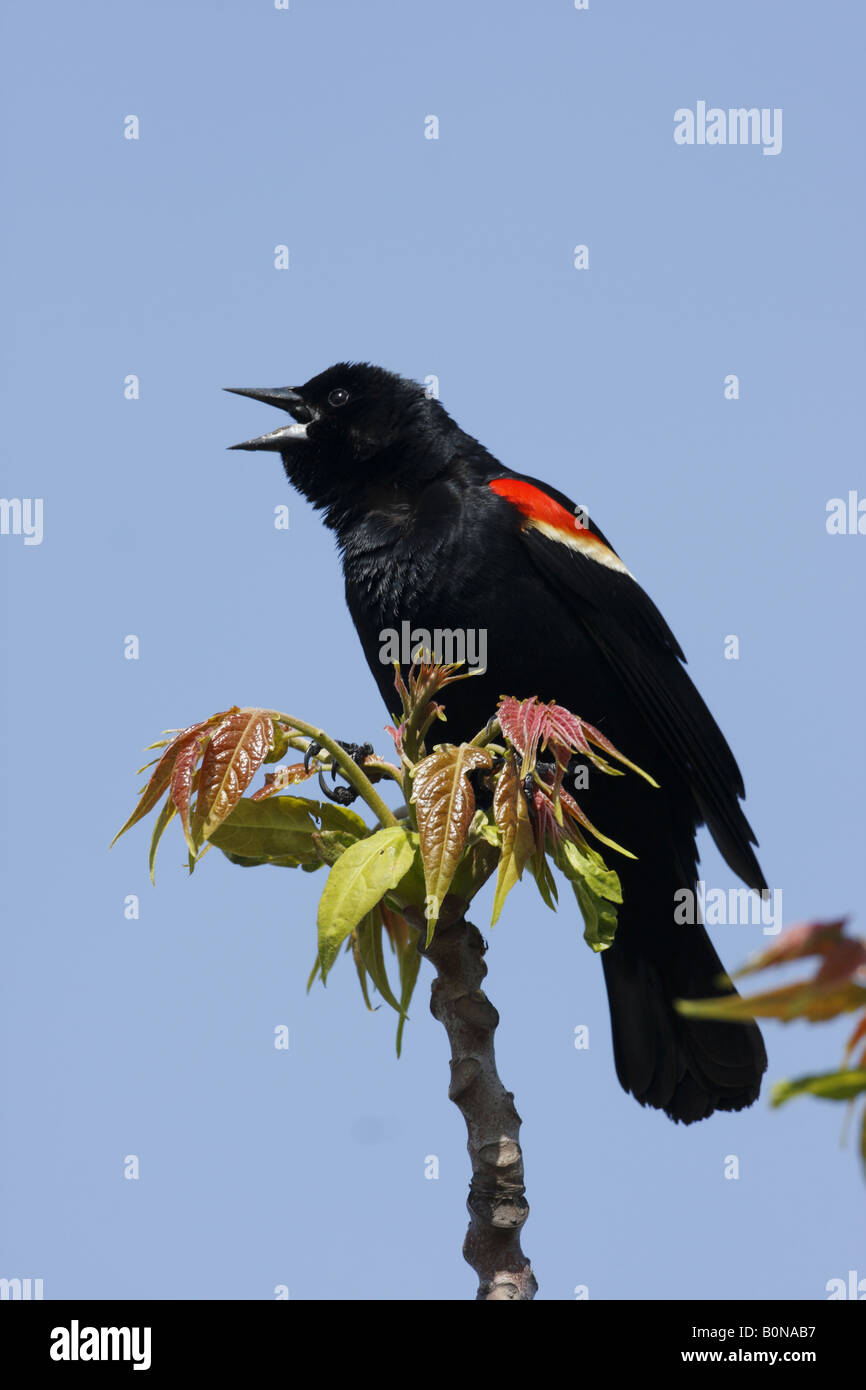 Red winged blackbird Agelaius phoeniceus Stock Photo