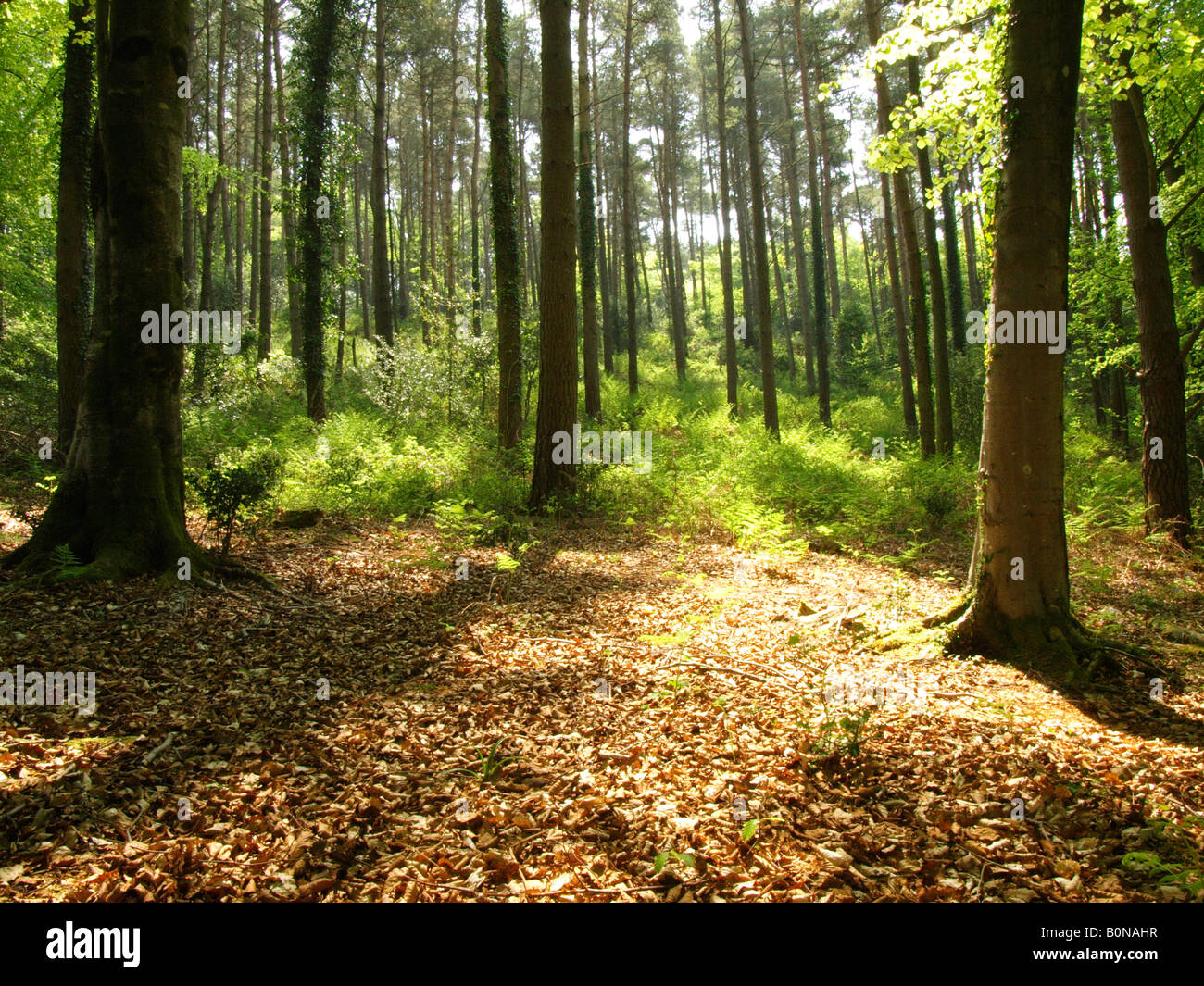 Woodland glade in spring hi-res stock photography and images - Alamy