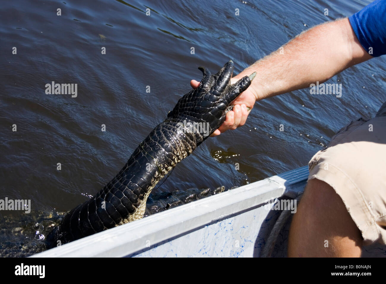 Mississippi River Alligator Stock Photos & Mississippi River Alligator