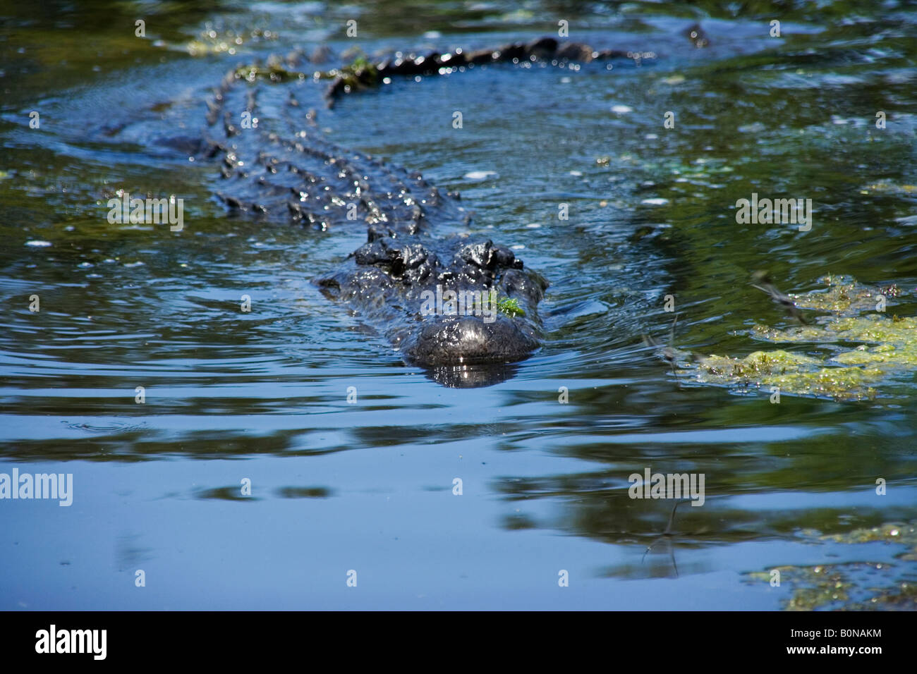 Mississippi river alligator hires stock photography and images Alamy