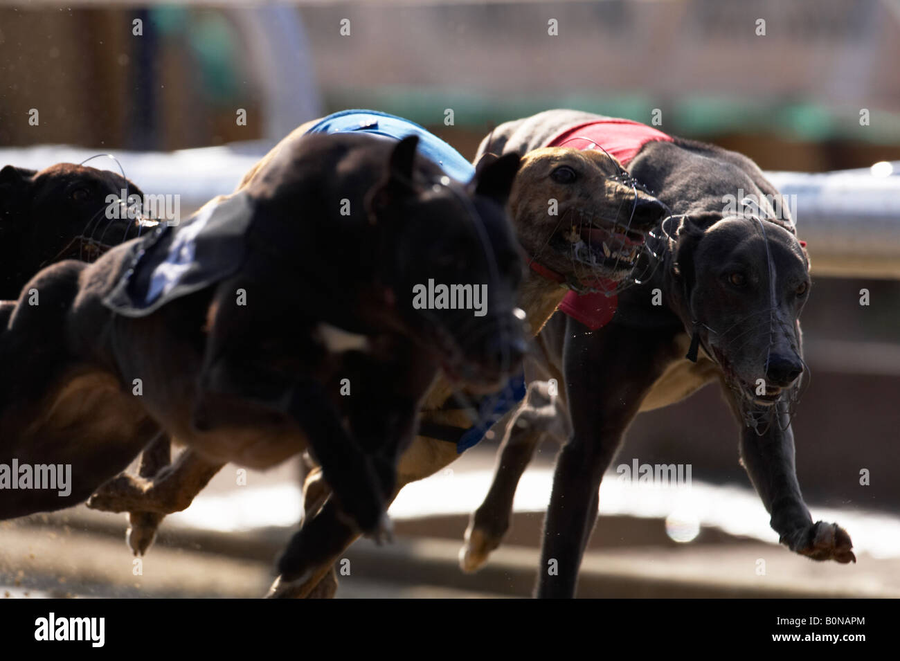Greyhound dog racing Stock Photo - Alamy
