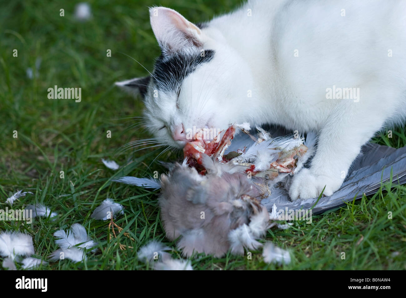 Young domestic black and white cat (Felis catus) eating a dead pigeon Stock Photo