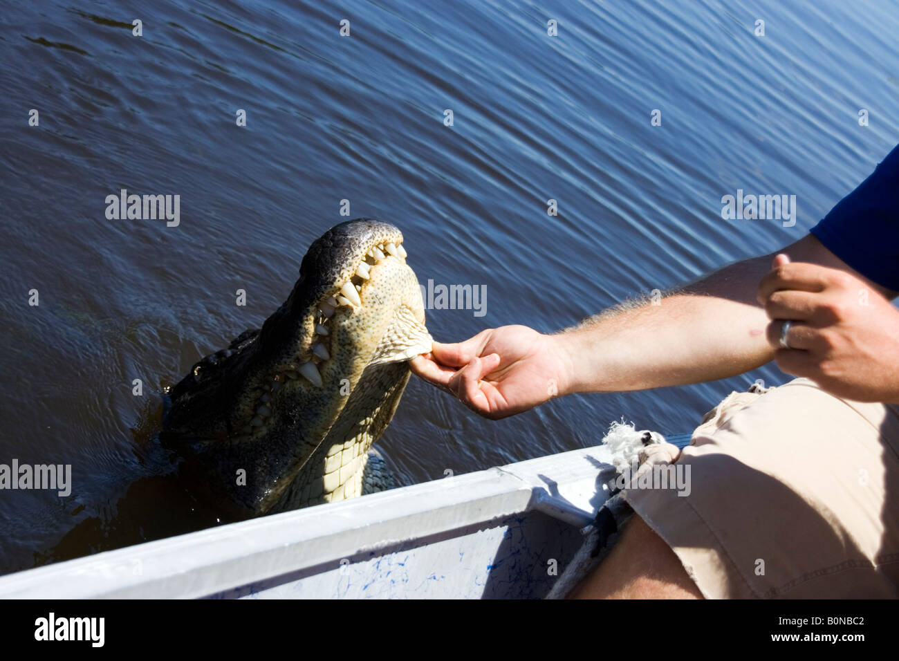 Mississippi river delta animals hires stock photography and images Alamy