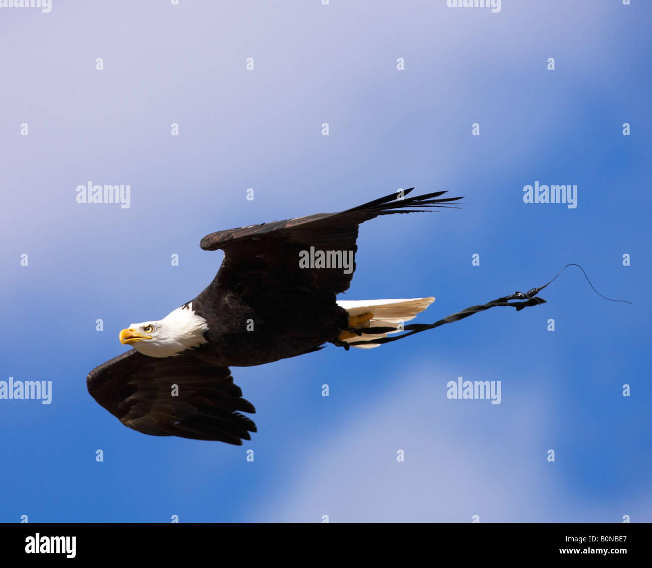 Captive bald eagle in flight Stock Photo Alamy