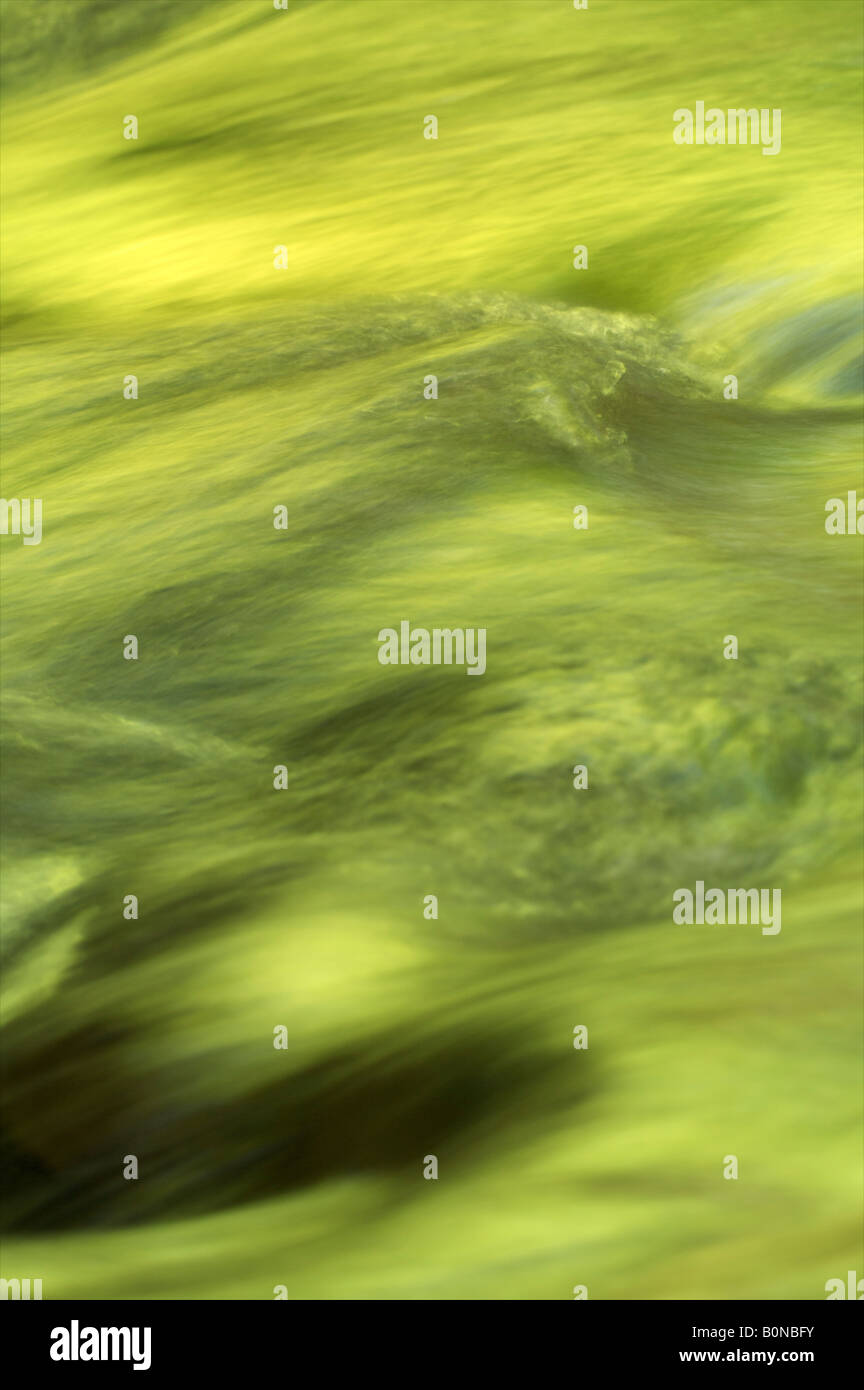 Floating water in a forest river Stock Photo