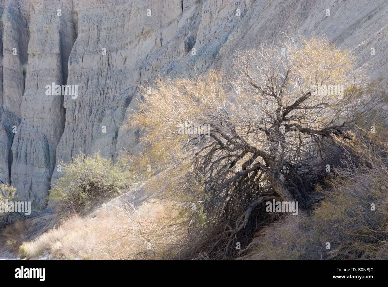 Gnarled tree growing in Canyon Sin Nombre, San Diego region, California