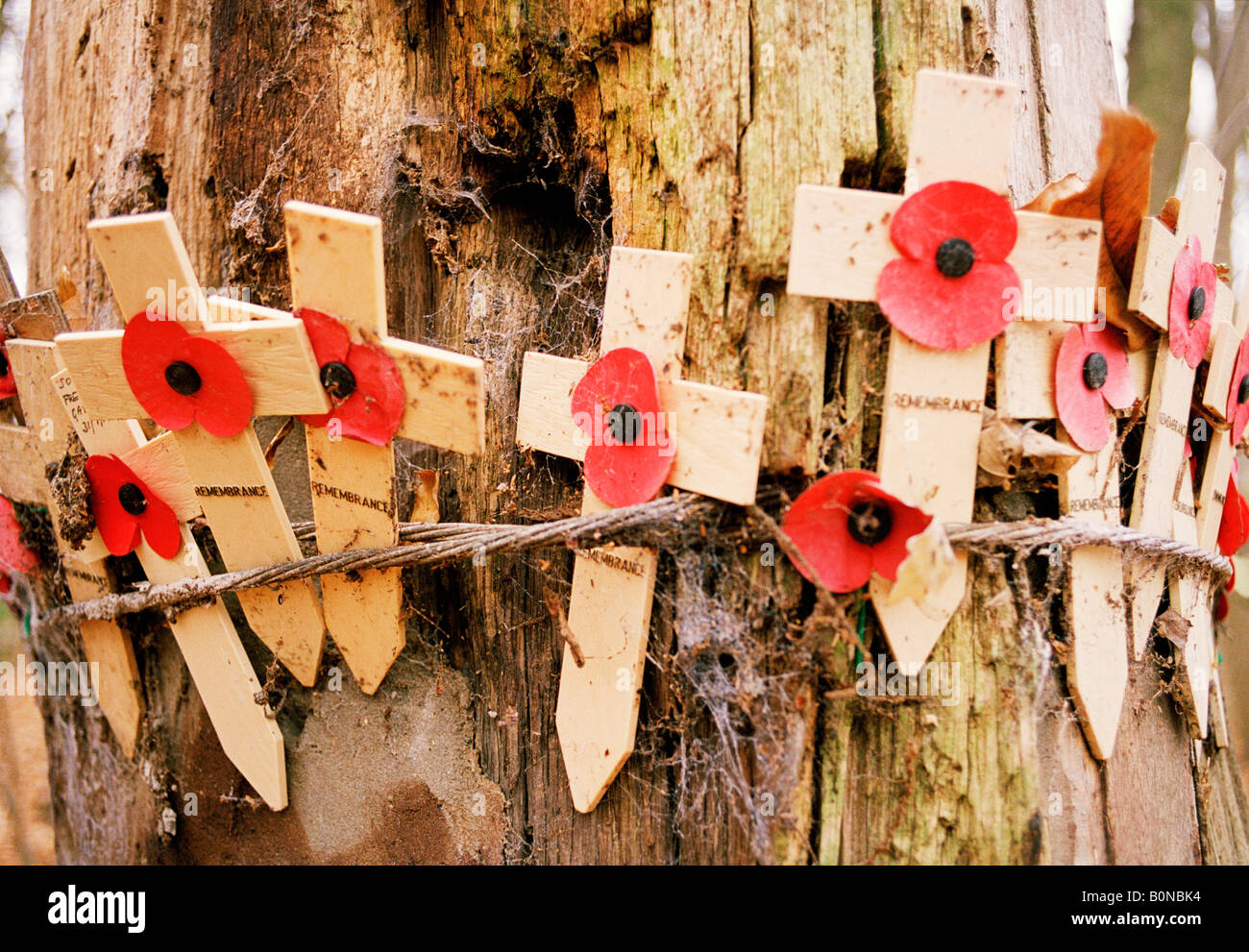 Poppies and crosses tied to a tree at Ypres Stock Photo