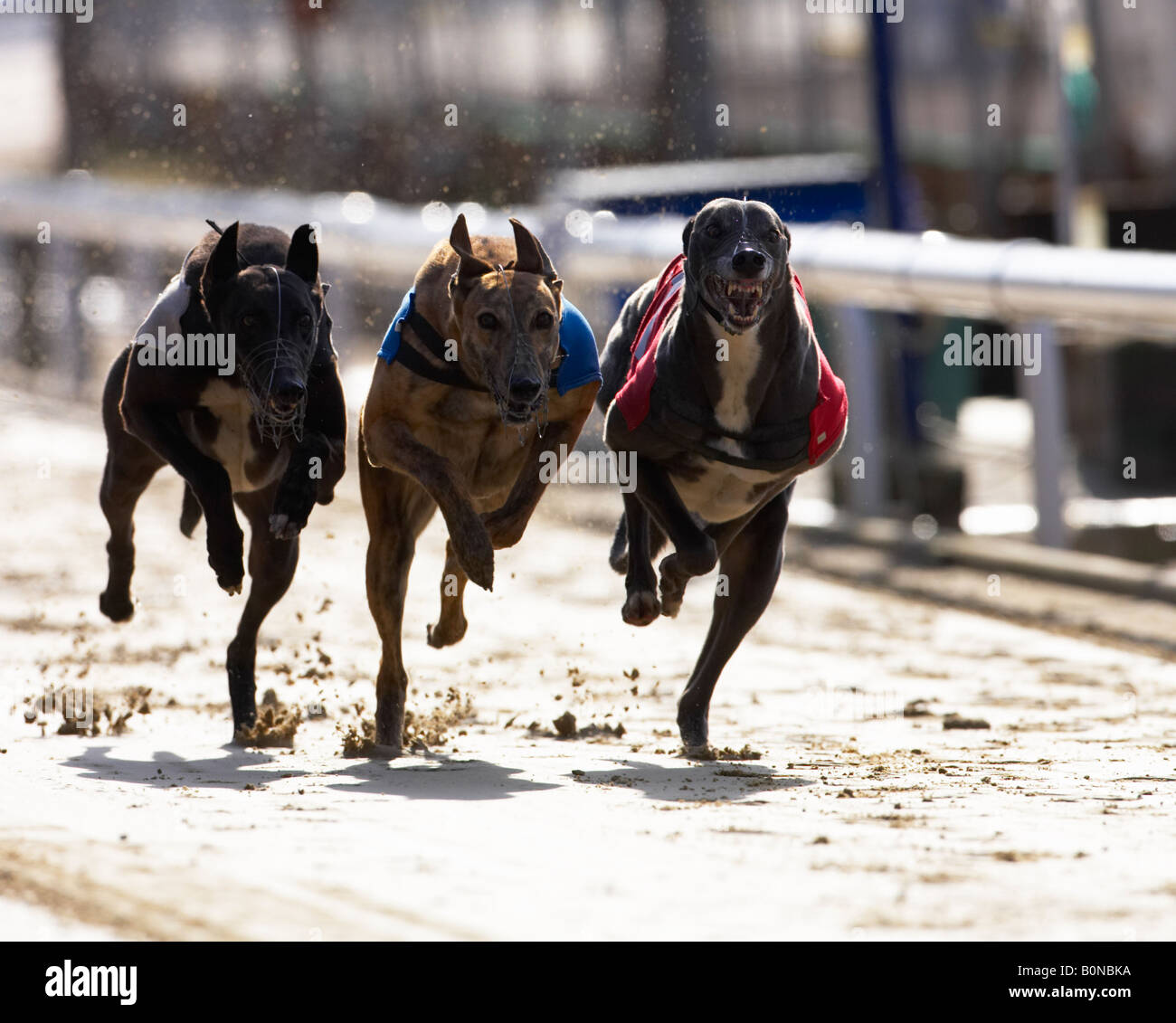Greyhound dog racing Stock Photo - Alamy