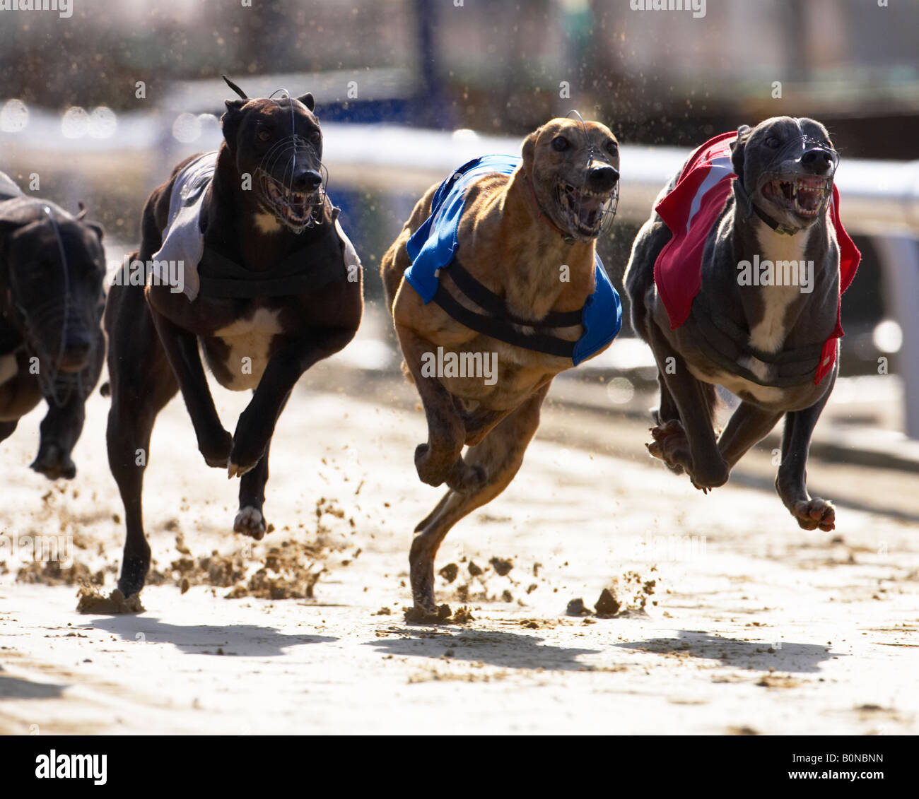 Greyhound dog racing Stock Photo Alamy