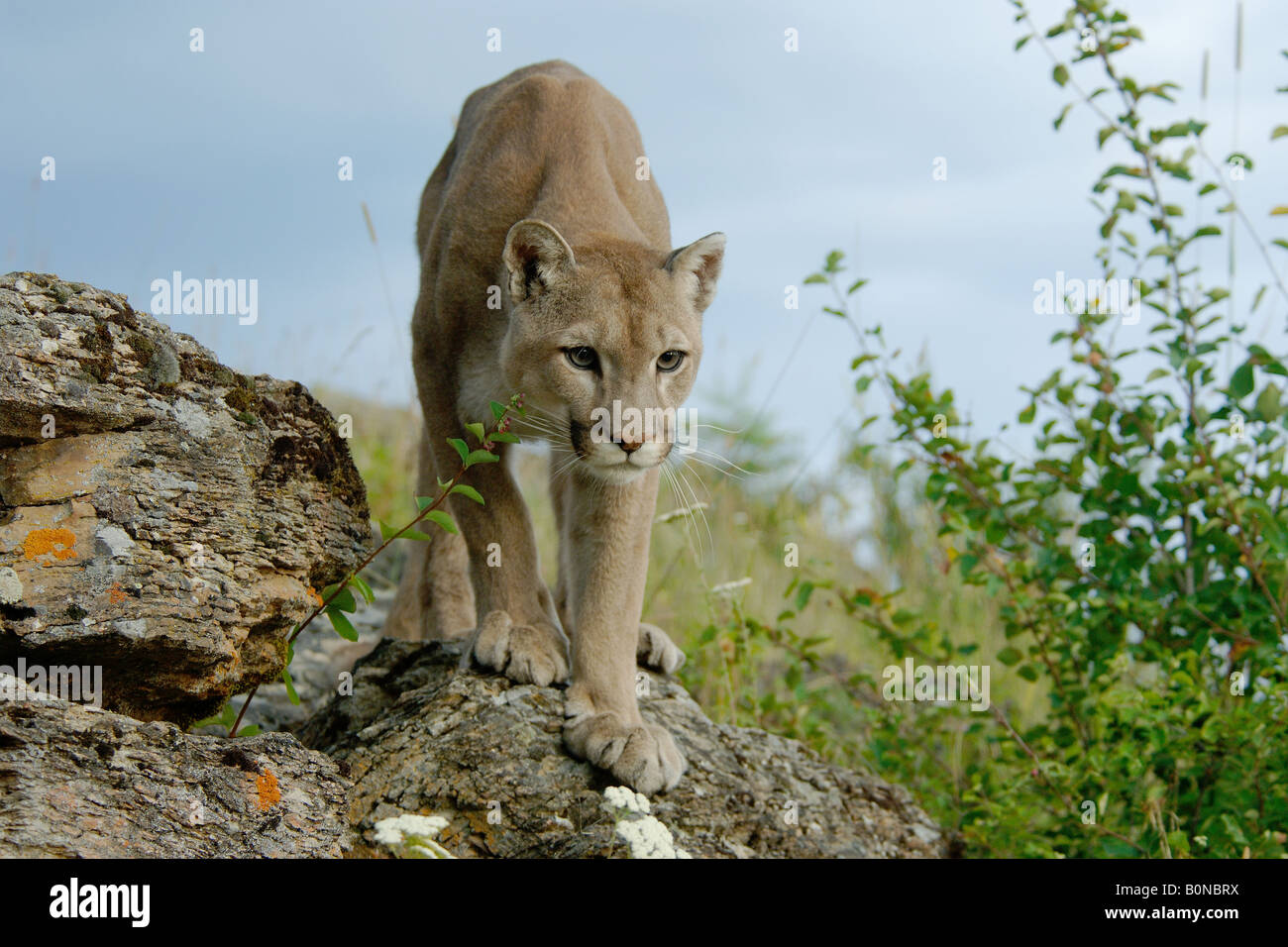 puma Felis concolor game farm america felini coguaro leone di montagna  mountain lion coguar Montana USA Stock Photo - Alamy