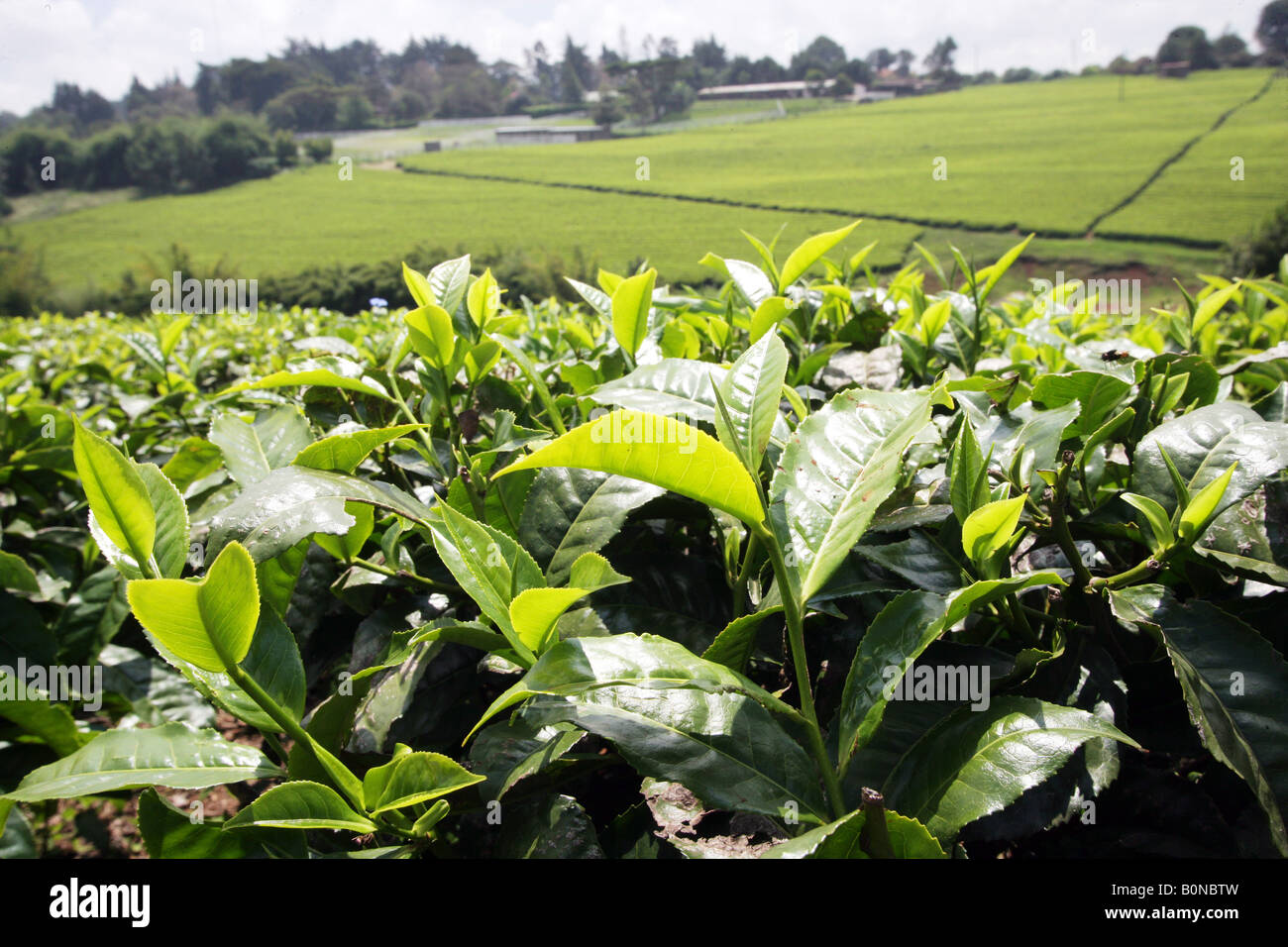 Kenya Tea High Resolution Stock Photography and Images Alamy