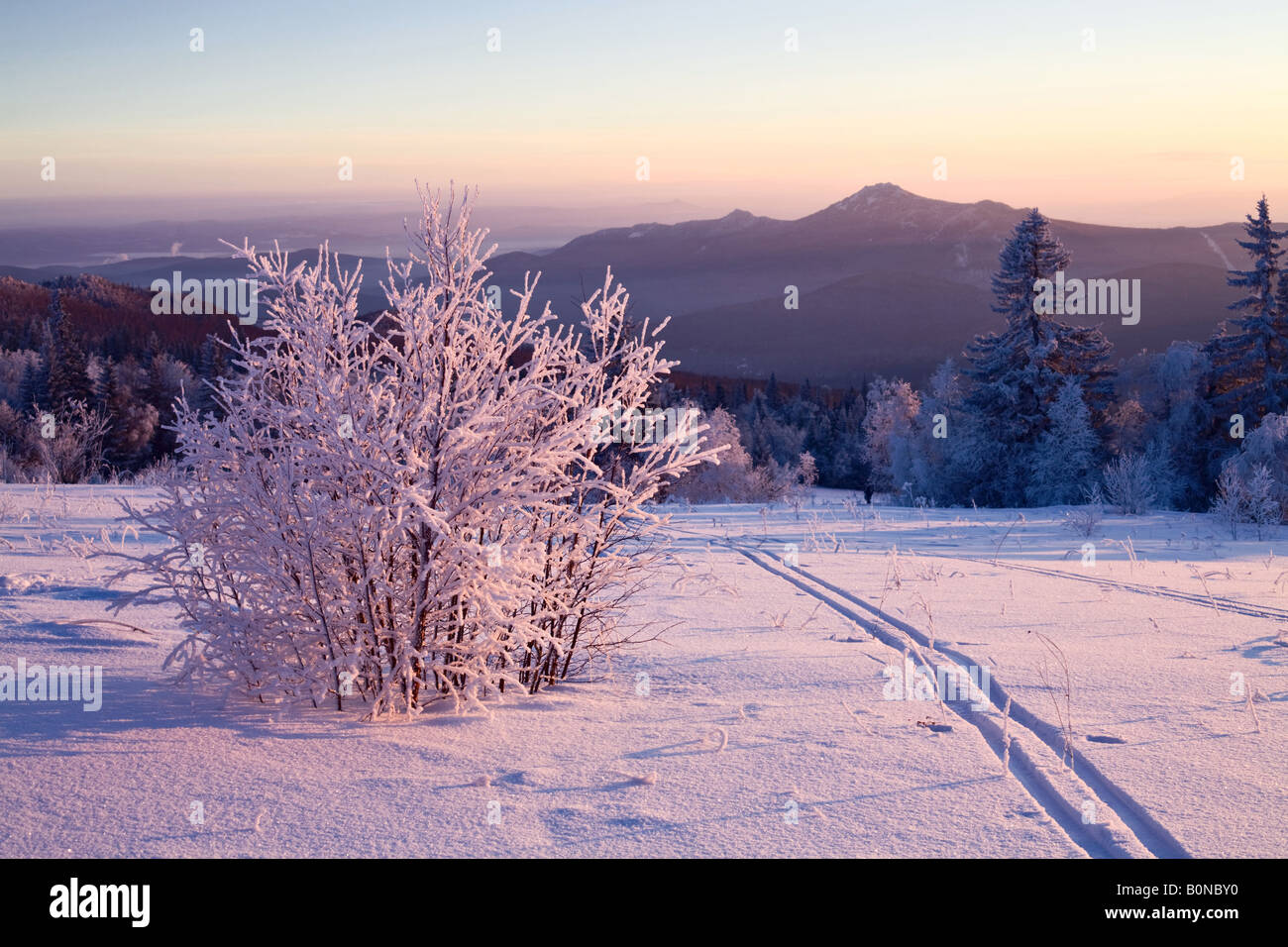 Snow-covered bush and ski-track Stock Photo