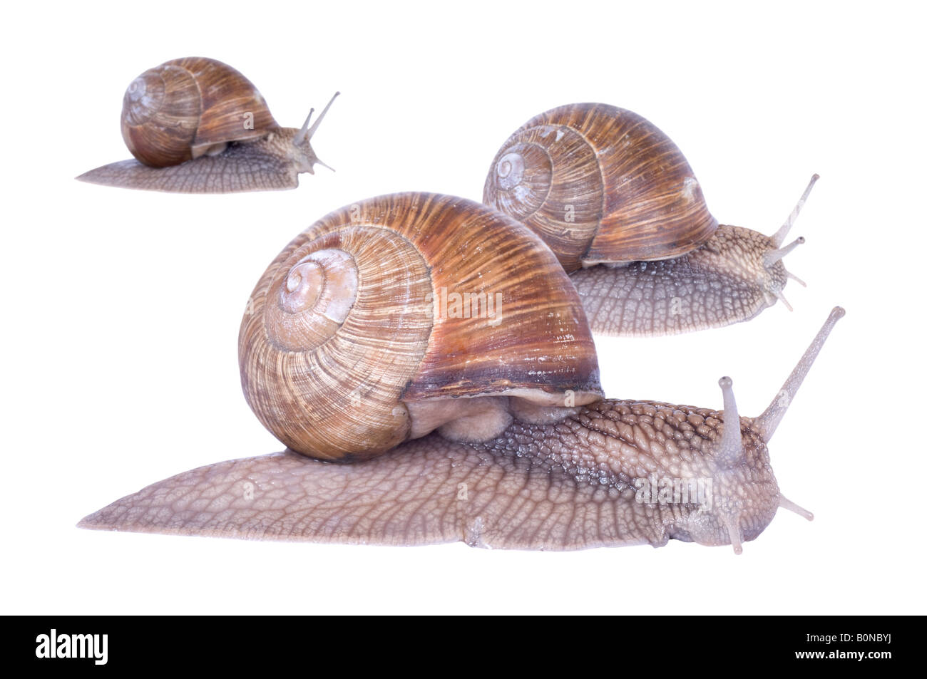 Group of three garden snails racing isolated on white background Stock Photo
