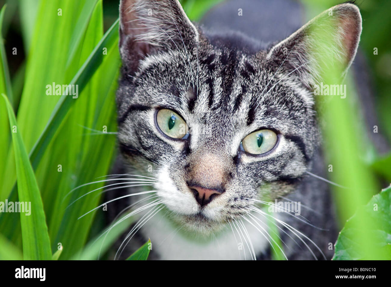 Domestic cat hunting Stock Photo Alamy