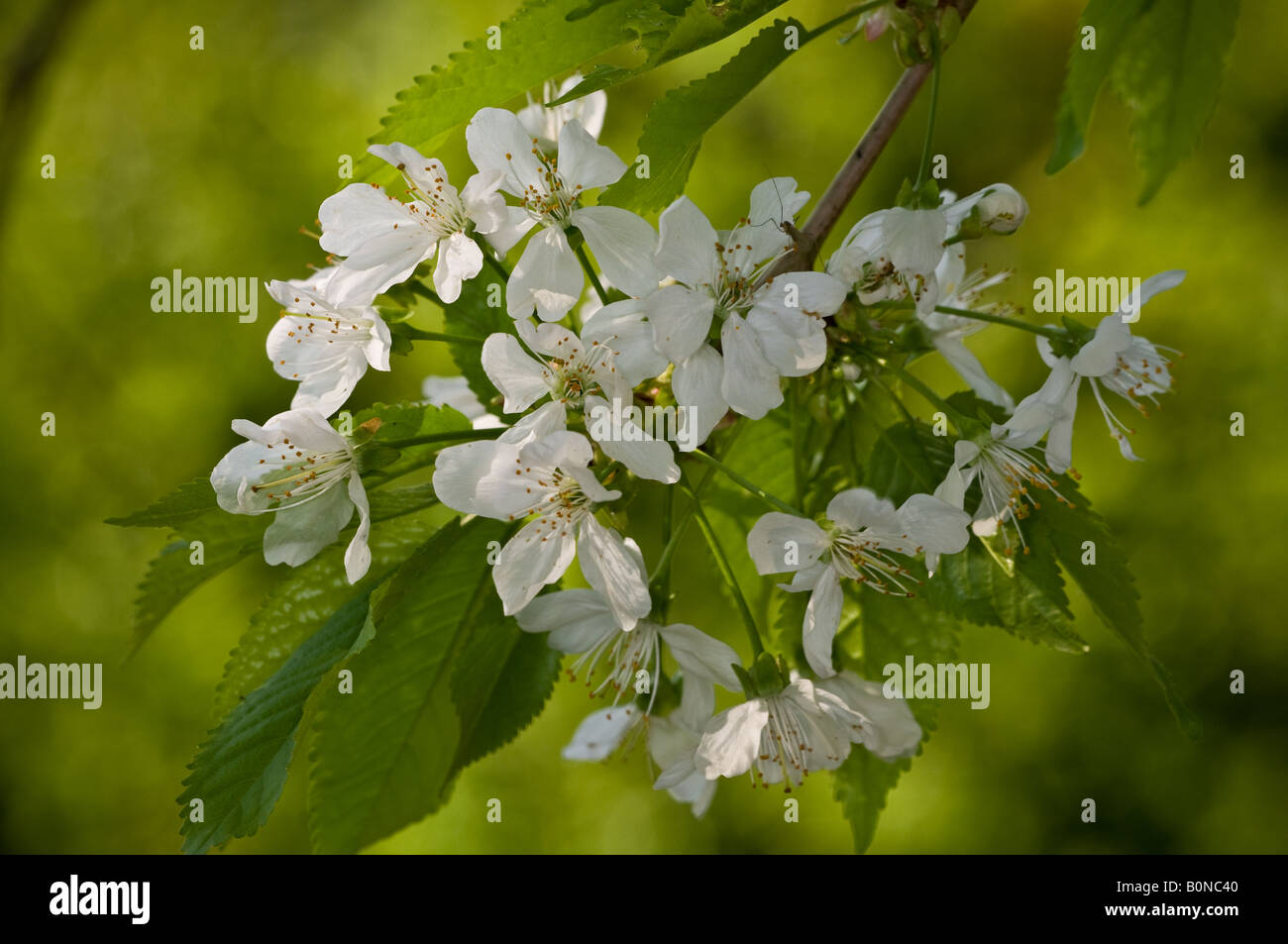 Chery blossom trees hi-res stock photography and images - Alamy