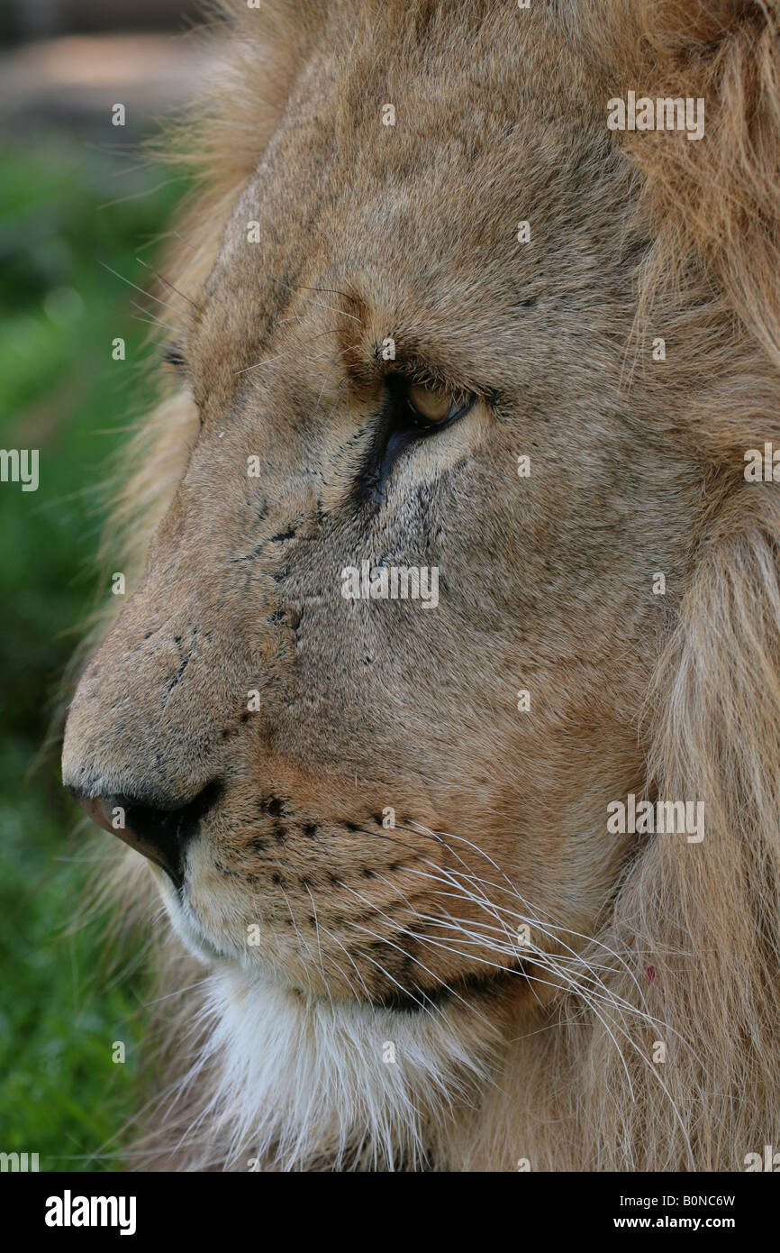 Male Lion Panthera leo Stock Photo