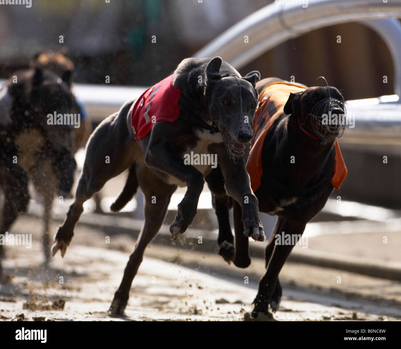 Greyhound dog racing Stock Photo - Alamy