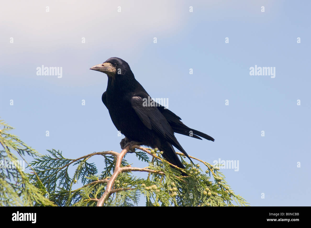 Rook (Corvus frugilegus) - British Birds - Woodland Trust