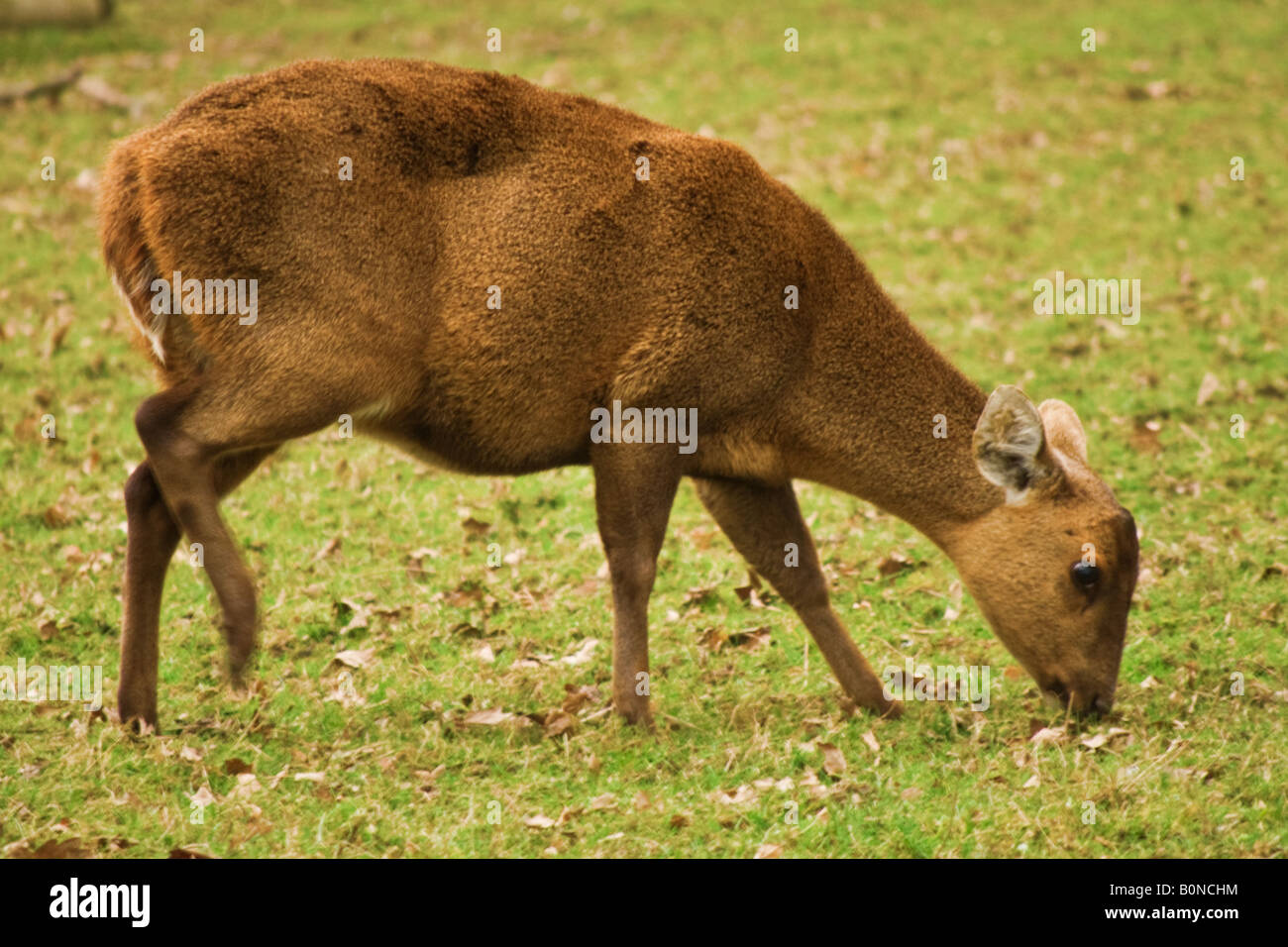 A small red deer grazing Stock Photo Alamy