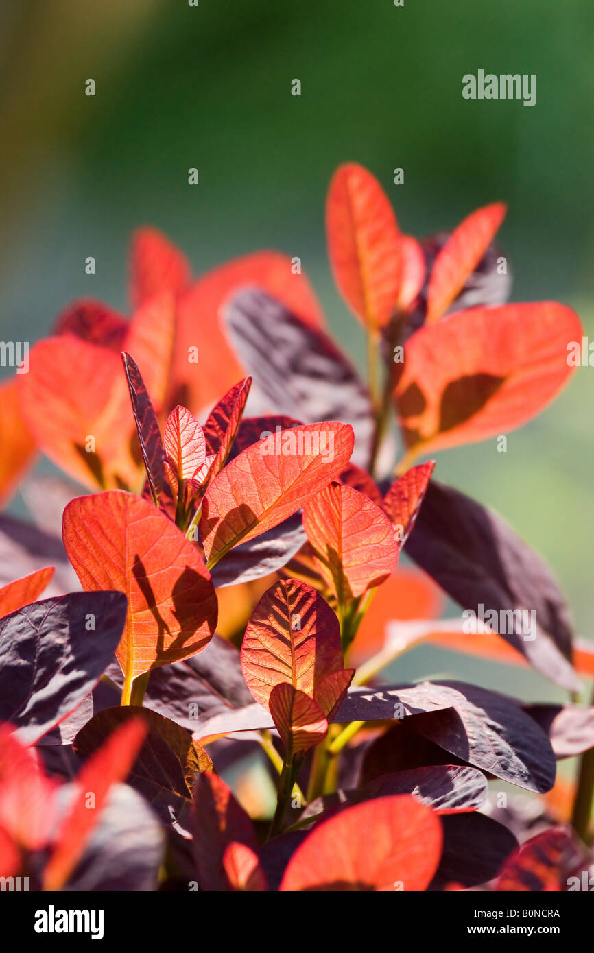 Smoke bush Cotinus coggygria foliage Stock Photo