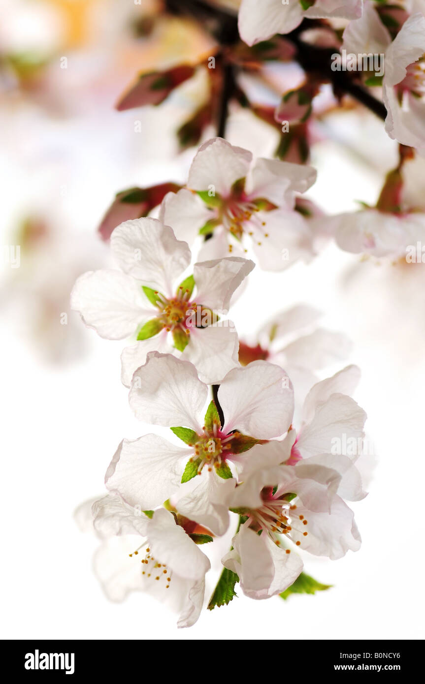 Macro of pink cherry blossoms isolated on white background Stock Photo ...