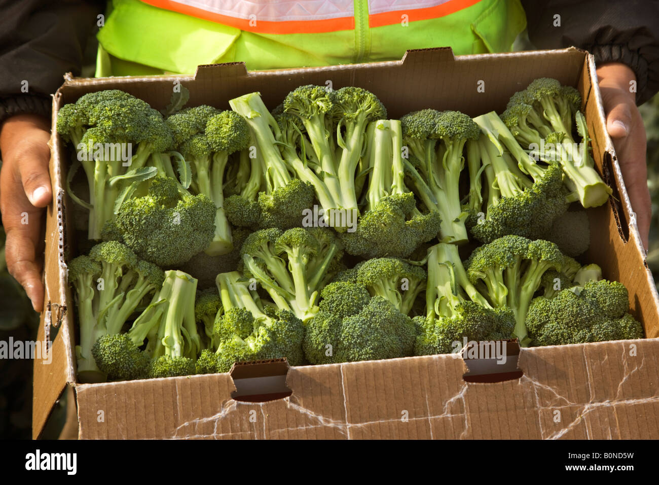 Broccoli crowns. Stock Photo