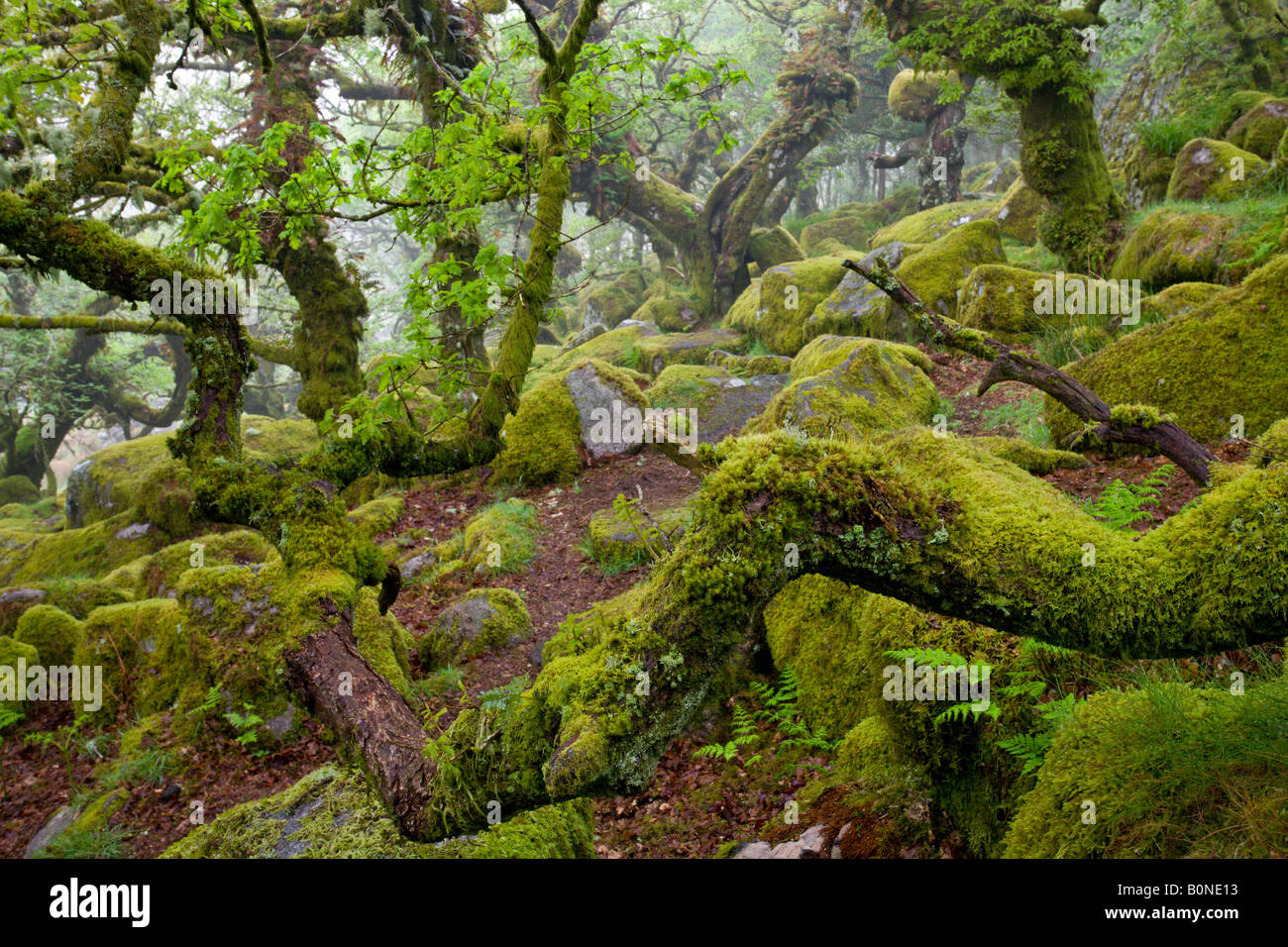 The magnificent and mysterious Wistmans Wood Nature Reserve in Dartmoor National Park Devon England Stock Photo
