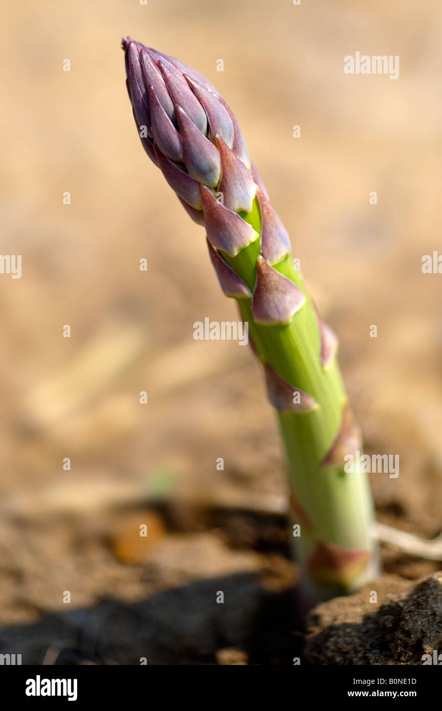 Asparagus growing in the soil Stock Photo Alamy