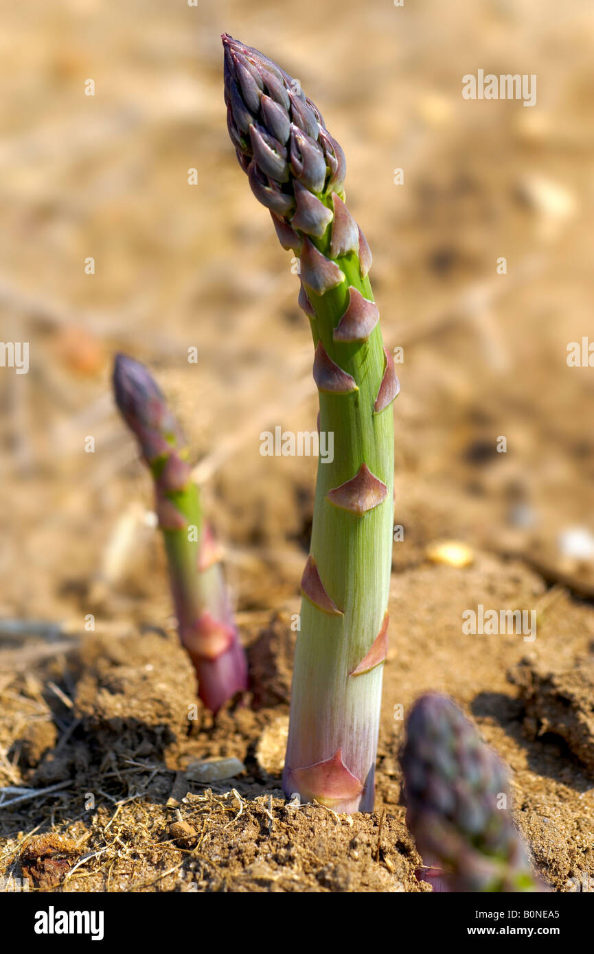 Organic Asparagus growing in a field Stock Photo Alamy