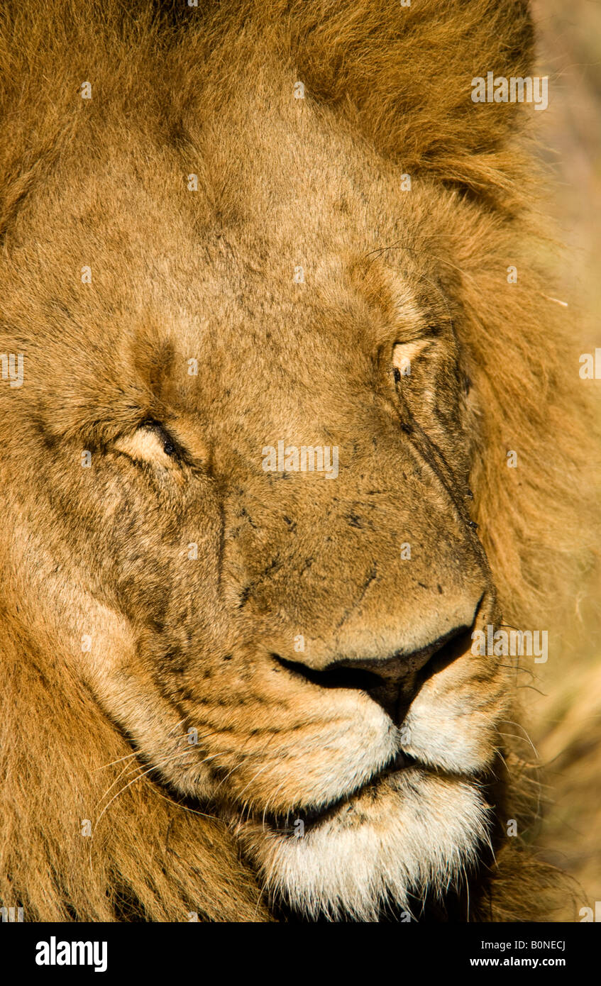 Closeup portrait lion face, nose, mouth, eyes closed, big male African