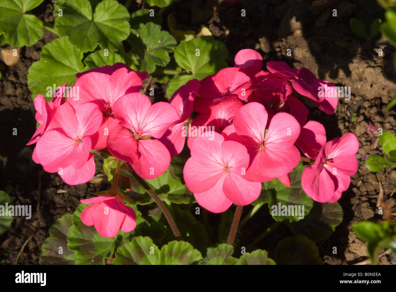 Pink Flowering Geranium Plant in a West Sussex Garden in Early Morning Sunshine England United Kingdom Stock Photo