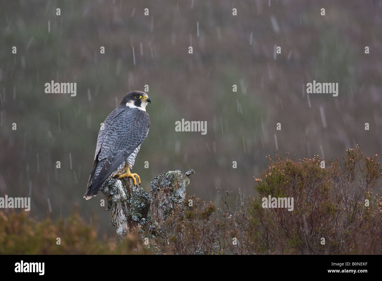 Peregrine falcon Falco peregrinus adult in winter shower. Speyside, Scotland. Stock Photo