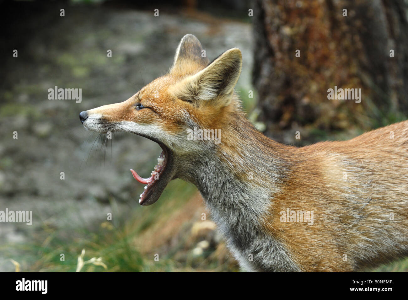 fox tongue foxes red Vulpes vulpes canidae mammal mountain winter snow snowfall wood Italy volpe rossa Vulpes vulpes canidi mamm Stock Photo