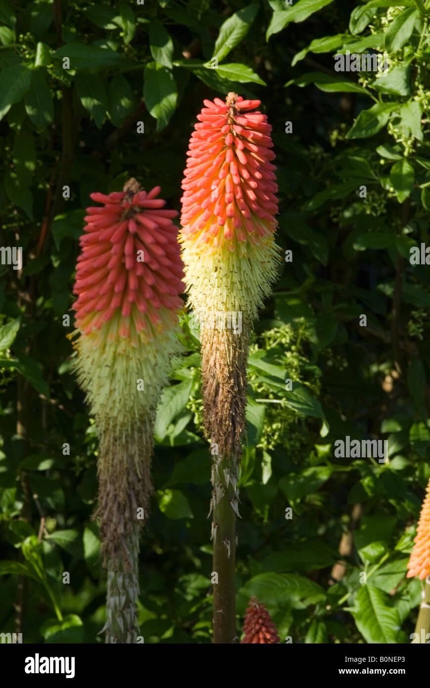 Bright Orange and Yellow Red Hot Pokers in Flower in Early Morning Sunshine in a West Sussex Garden England United Kingdom Stock Photo