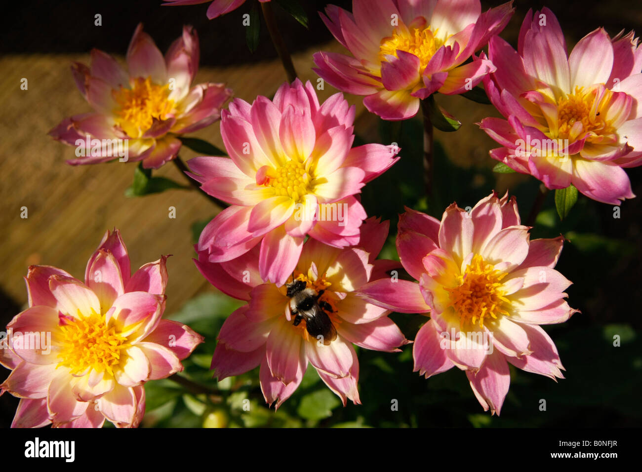 colourful Dahlia blossoms with insect in North Rhine Westphalia Stock Photo