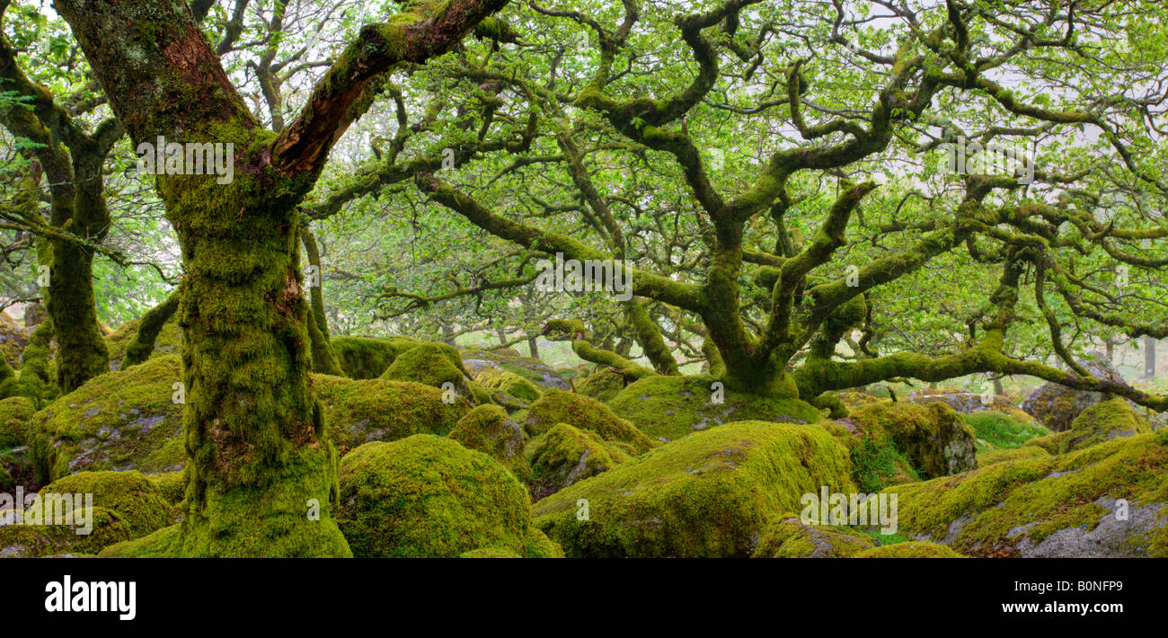 The magnificent and mysterious Wistmans Wood Nature Reserve in Dartmoor National Park Devon England Stock Photo