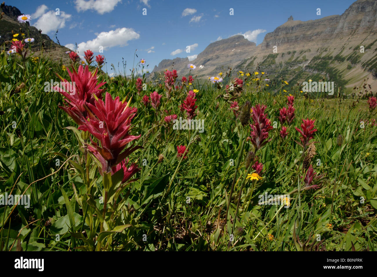 indian paintbrush flowers Castelleja miniata ssp red landscape fiori