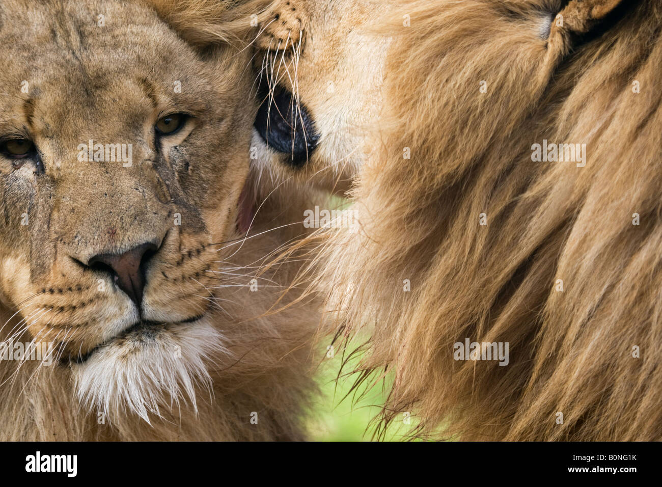 Lion looking,Kent,England,United Kingdom Stock Photo