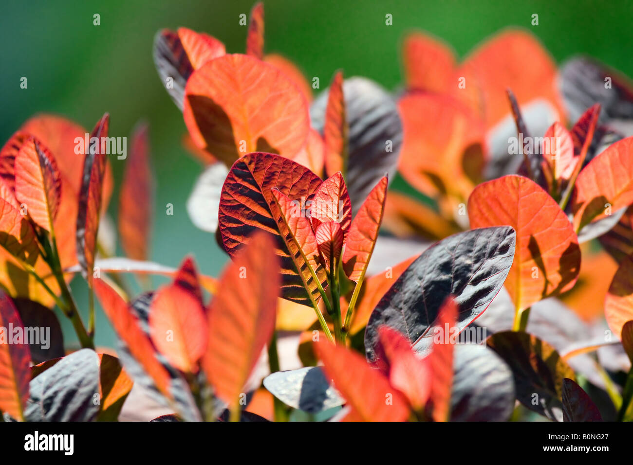 Smoke bush Cotinus coggygria foliage Stock Photo - Alamy