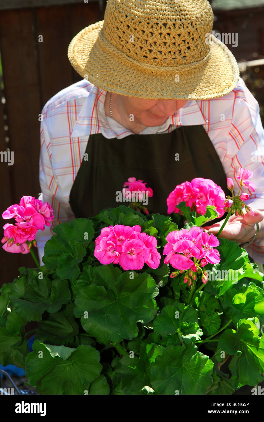 Senior woman with a pot of geranuim flowers in her garden focus on ...