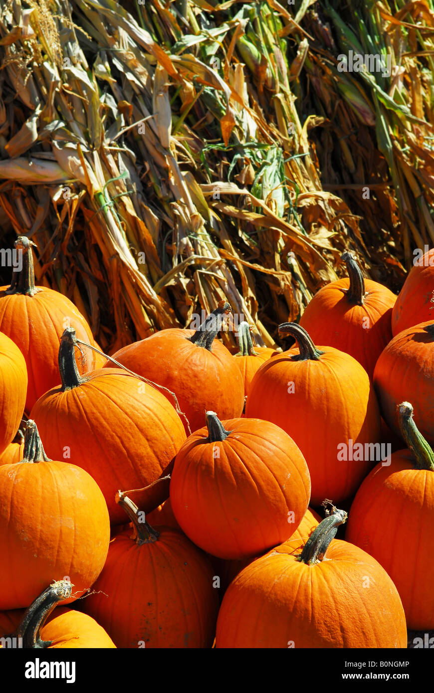 Orange pumpkins and dry corn at farmers market in the fall Stock Photo ...