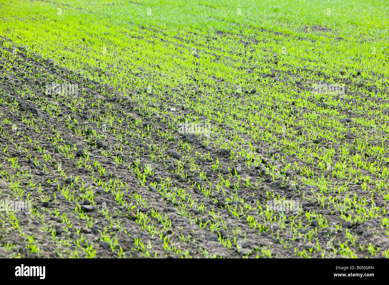 Crops growing in a field in lincolnshire UK Soil stores large